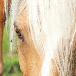 Fliegenschutz-Pferd-150x150-16ea5d628d1f6e7a56d0d6b1a92c658bf02f29df palomino welsh pony and fly. close up