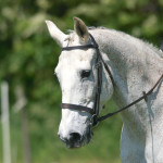 Anlehnung-Pferd-150x150-ba2190043675a816467a10ddf06c6bda12536552 A head shot of a horse during a dressage competition.