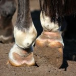 Mauke-behandeln-150x150-6c589c665fc3ad7721e7fcbc910c3e0a046ee691 Close up of horse legs hoofs