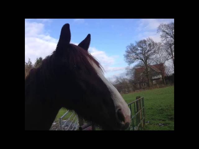 Mein neues Pferd:Lady Lucy - YouTube thumbnail 