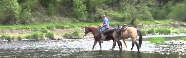 Mein Pferd August 2013: Pferde im Wasser – Teil 2 - YouTube thumbnail 
