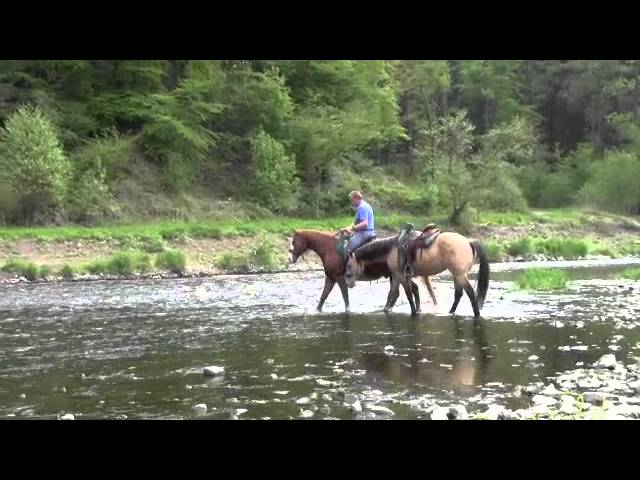 Mein Pferd August 2013: Pferde im Wasser – Teil 2 - YouTube thumbnail 