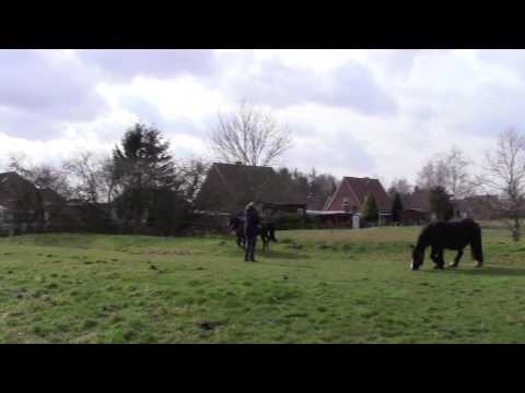 Mein Pferd Mai 2015: Ammenstute - YouTube thumbnail 