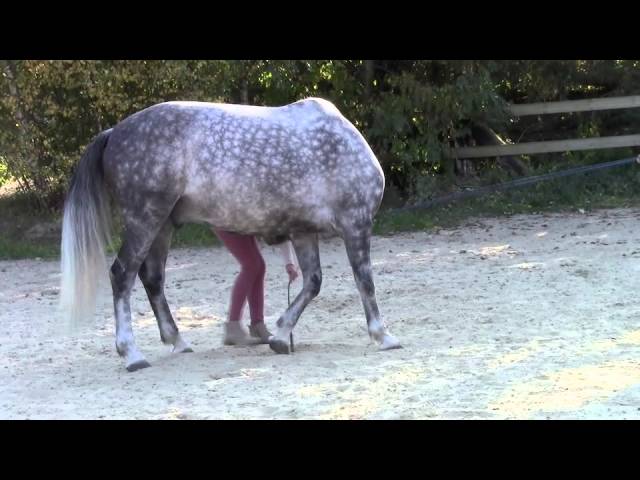 Mein Pferd November 2014: Wunschpferd Zirzensik - YouTube thumbnail 