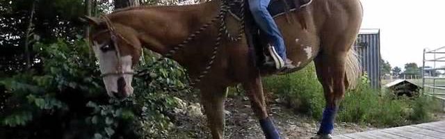 Mein Pferd Oktober 2013: Extreme Trail Park - YouTube thumbnail 