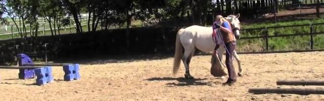 Mein Pferd Oktober 2013: Gelassenheitstraining - YouTube thumbnail 