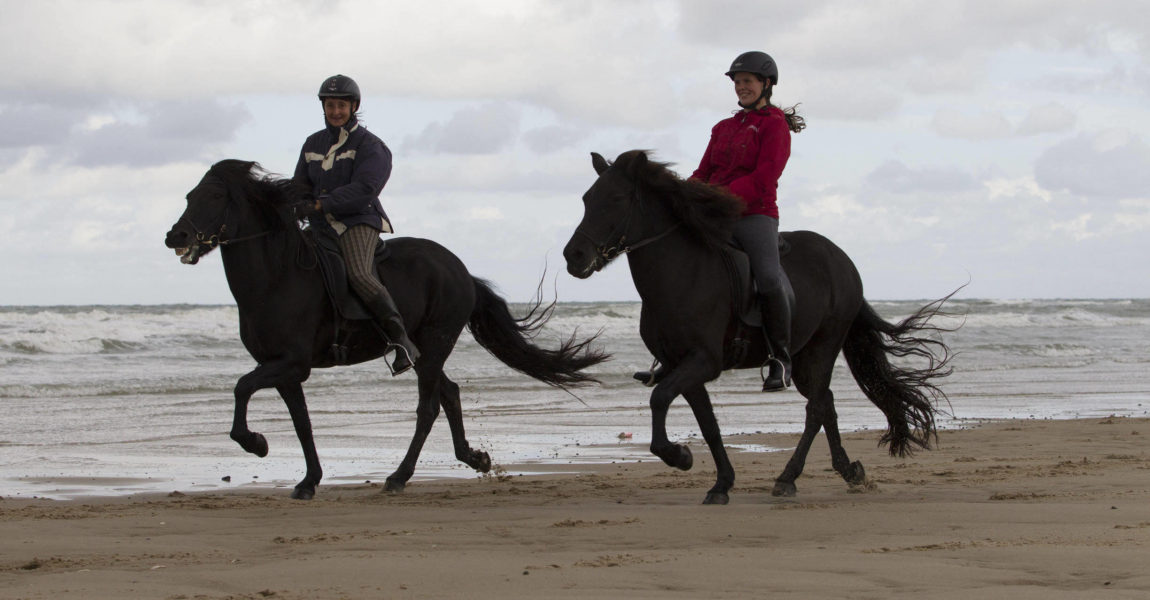 Isländer am Meer reiten 