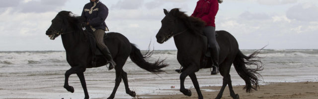 Isländer am Meer reiten 