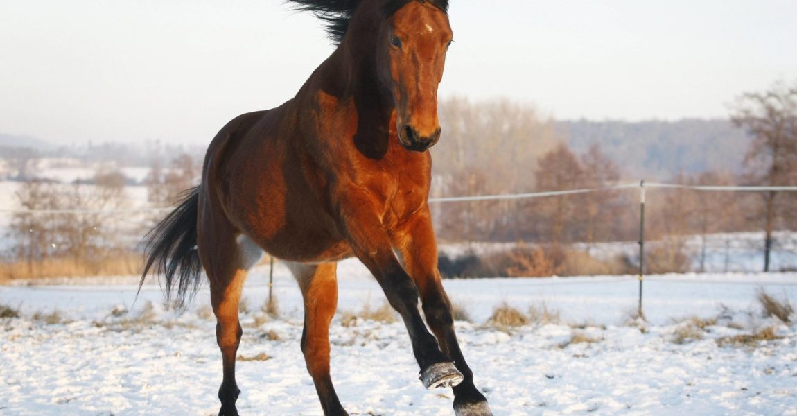 Fit durch den Winter Fit durch den Winter - Fütterung und Superfoods Pferd (Equus przewalskii f. caballus), ungarisches Warmblut, braun, galoppiert ueber verschneite Koppel, Deutschland, Baden-Wuerttemberg domestic horse (Equus przewalskii f. caballus), Hungarian warmblood, brown, pacing in a snowy paddock, Germany, Baden-Wuerttemberg BLWS358517 Horse Equus przewalskii F caballus Hungarian Warm blood Brown gallops About Covered Koppel Germany bath Wuerttemberg Domestic Horse Equus przewalskii F caballus Hungarian Brown pacing in a Snowy Paddock Germany bath Wuerttemberg