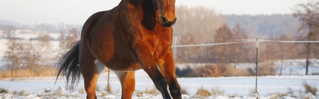 Fit durch den Winter Fit durch den Winter - Fütterung und Superfoods Pferd (Equus przewalskii f. caballus), ungarisches Warmblut, braun, galoppiert ueber verschneite Koppel, Deutschland, Baden-Wuerttemberg domestic horse (Equus przewalskii f. caballus), Hungarian warmblood, brown, pacing in a snowy paddock, Germany, Baden-Wuerttemberg BLWS358517 Horse Equus przewalskii F caballus Hungarian Warm blood Brown gallops About Covered Koppel Germany bath Wuerttemberg Domestic Horse Equus przewalskii F caballus Hungarian Brown pacing in a Snowy Paddock Germany bath Wuerttemberg