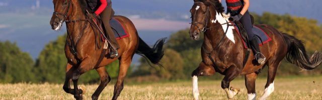 Erste Hilfe bei Reitunfall Erste Hilfe bei Reitunfall 22.08.2014, Ingelheim, Rheinland-Pfalz, GER - Maedchen und Frau machen einen Ausritt auf einem Stoppelfeld. Gestuet Westerberg. (Pony, Ausritt, ausreiten, Reiten, Reitsport, Freizeitreiten, Freizeitreiterin, Galopp, galoppieren, Stoppelfeld, Feld, Gangart, Freizeit, Freizeitsport, Pferdesport, reiten, Sport, bewegen, Bewegung, entspannen, Entspannung, erholen, Kind, Erholung, Natur, Unternehmung, Breitensport, Amateursport, Weite, abgeerntet, Herbst, herbstlich, Herbstzeit, Jahreszeit, Licht, Lichtstimmung, Maedchen, Helm, Reithelm, Kappe, Reitkappe, Schecke, gescheckt, Pferd, Reiter, Familie, Mutter, Tochter, Freizeitreiter, Sturzhelm, Sturzkappe, Reitpferde, Feature, Emotion, Freude, Spass, lachen, lachend, Turfloewe, Turflöwe, Mädchen) 140D220814WESTERBERG.JPG GALOPP 22 08 2014 Ingelheim Rhineland Palatinate ger Girl and Woman make a Horseback on a Stubble Stud Westerberg Pony Horseback ausreiten riding Horse riding Leisure riding recreational rider Gallop Galoppieren Stubble Field gaits gangart Leisure leisure sports Equestrian sports riding Sports move Movement Relax Relaxation Relax Child Recreation Nature Company Popular sport wideness harvested Autumn autumn Autumn time Season Light Light mood Girl Helmet Reithelm Cap Reitkappe Schecke gescheckt Horse Reiter Family Mother Daughter Leisure riders Helmet Riding horses Feature Emotion happiness Fun Laughing laughing Girl JPG Gallop