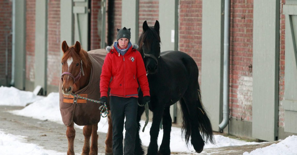 Thermoregulation bei Pferden Thermoregulation bei Pferden (Foto: IMAGO/frank_sorge) 30.12.2014, Koenigs Wusterhausen, Brandenburg, GER - Frau bringt im Winter zwei Pferde auf die Koppel. (Pferde, Warmblut, Warmblueter, Koppel, Winter, Jahreszeit, Haltung, Pferdehaltung, Kaelte, kalt, Decke, eingedeckt, Pferdedecke, Winterdecke, laufen, fuehren, auf die Koppel bringen, Schnee, gefroren, Pferdepflegerin, Stall, führen, Warmblüter) 100D301214WUSTERHAUSEN.JPG GALOPP 30 12 2014 Koenigs Wusterhausen Brandenburg ger Woman brings in Winter Two Horses on the Koppel Horses Warm blood Warm-blooded Koppel Winter Season Attitude Horse stance Cold cold Cover eingedeckt Horse blanket Winter blanket run lead on the Koppel bring Snow frozen Pferdepflegerin Stable lead Warm-blooded JPG Gallop