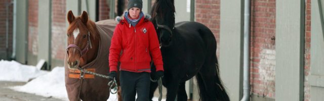 Thermoregulation bei Pferden Thermoregulation bei Pferden (Foto: IMAGO/frank_sorge) 30.12.2014, Koenigs Wusterhausen, Brandenburg, GER - Frau bringt im Winter zwei Pferde auf die Koppel. (Pferde, Warmblut, Warmblueter, Koppel, Winter, Jahreszeit, Haltung, Pferdehaltung, Kaelte, kalt, Decke, eingedeckt, Pferdedecke, Winterdecke, laufen, fuehren, auf die Koppel bringen, Schnee, gefroren, Pferdepflegerin, Stall, führen, Warmblüter) 100D301214WUSTERHAUSEN.JPG GALOPP 30 12 2014 Koenigs Wusterhausen Brandenburg ger Woman brings in Winter Two Horses on the Koppel Horses Warm blood Warm-blooded Koppel Winter Season Attitude Horse stance Cold cold Cover eingedeckt Horse blanket Winter blanket run lead on the Koppel bring Snow frozen Pferdepflegerin Stable lead Warm-blooded JPG Gallop