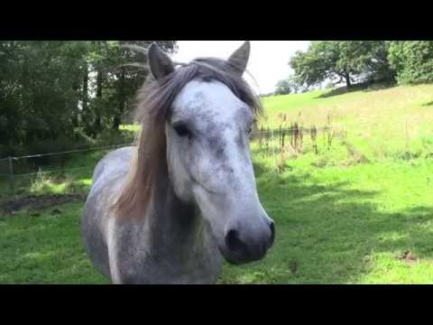 Video: Wunschpferd Camargue 