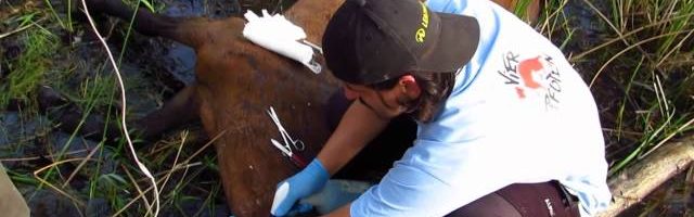 VIER PFOTEN rettet schwer verletztes Pferd im Donaudelta 