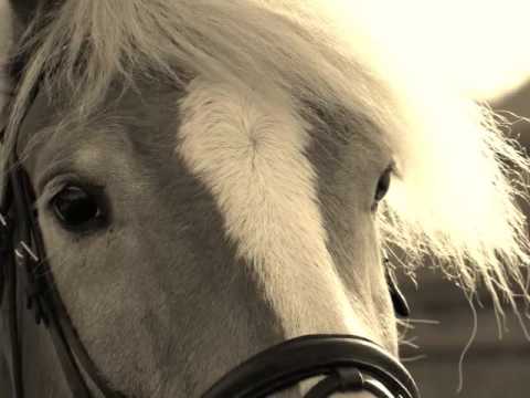 Wenn Du das Vertrauen eines Pferde gewonnen hast, hast du einen Freund für´s Leben. 