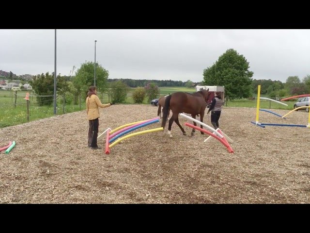 Wie Pferde lernen: Engpass mit Schwimmnudeln 
