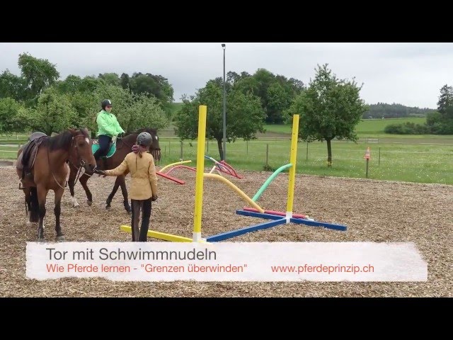 Wie Pferde lernen: Tor mit Schwimmnudeln 