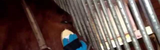 Wie putzt man ein Pferd? - YouTube thumbnail 