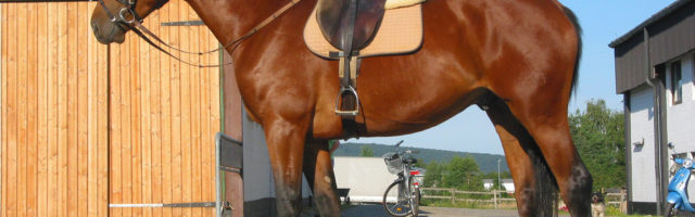 Schenkelweichen 