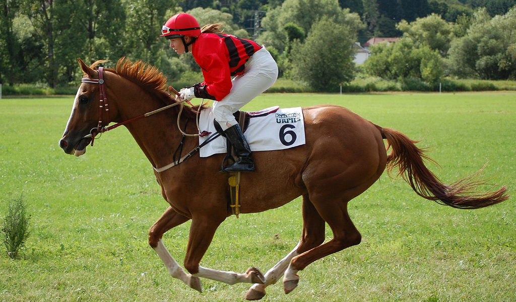 Pferd Im Galopp Halten