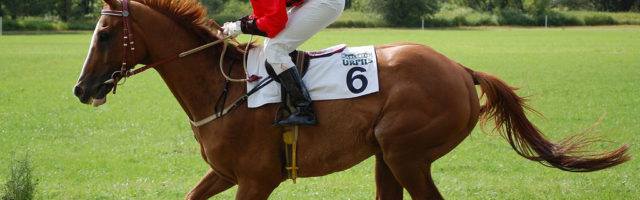 Galopp 