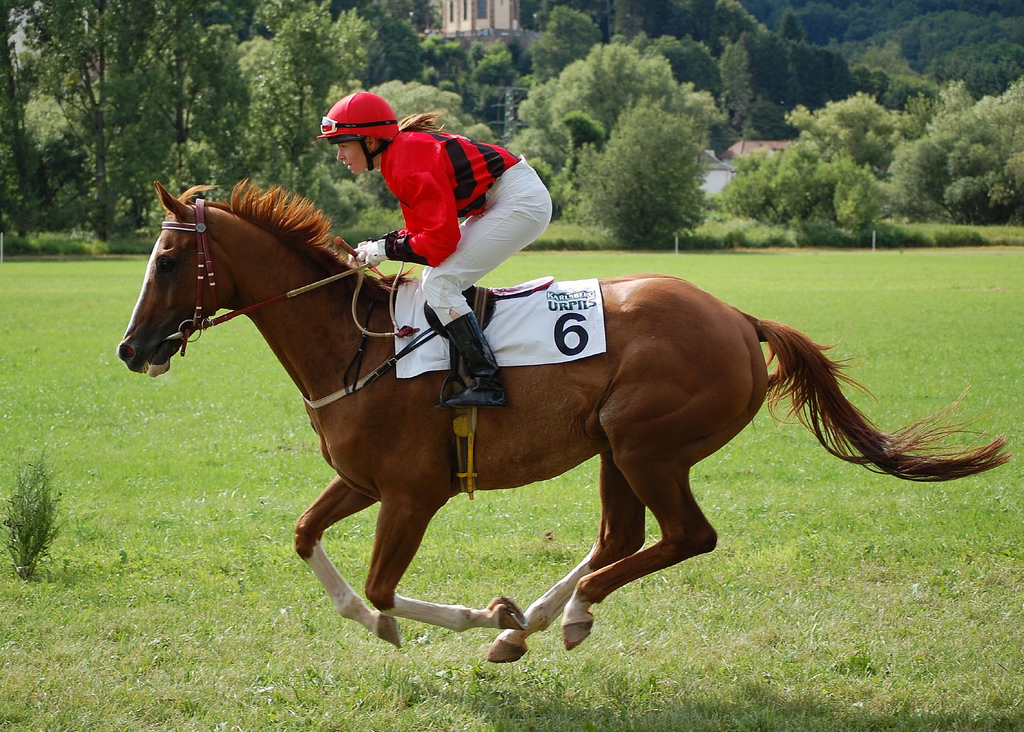 Der Galopp Einfach erklärt!
