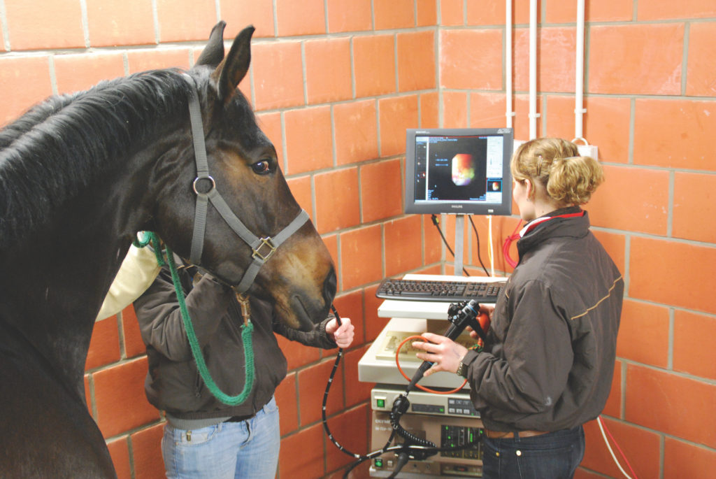 Magengeschwüre beim Pferd 