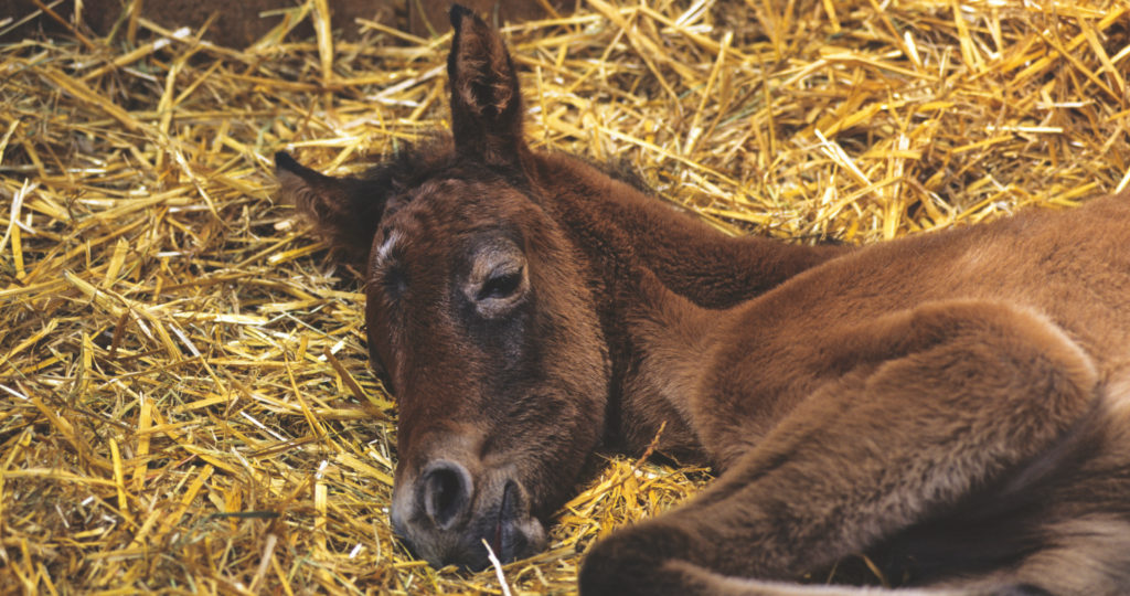 Gallen beim Pferd 