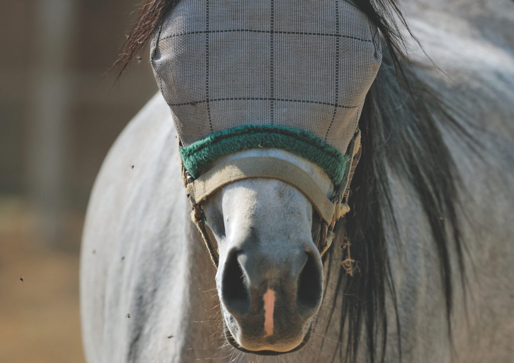 Headshaking beim Pferd 