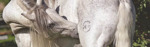 Magengeschwüre beim Pferd 