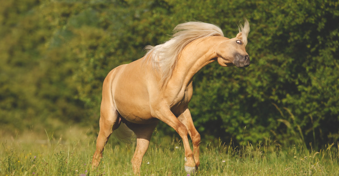 Headshaking beim Pferd 