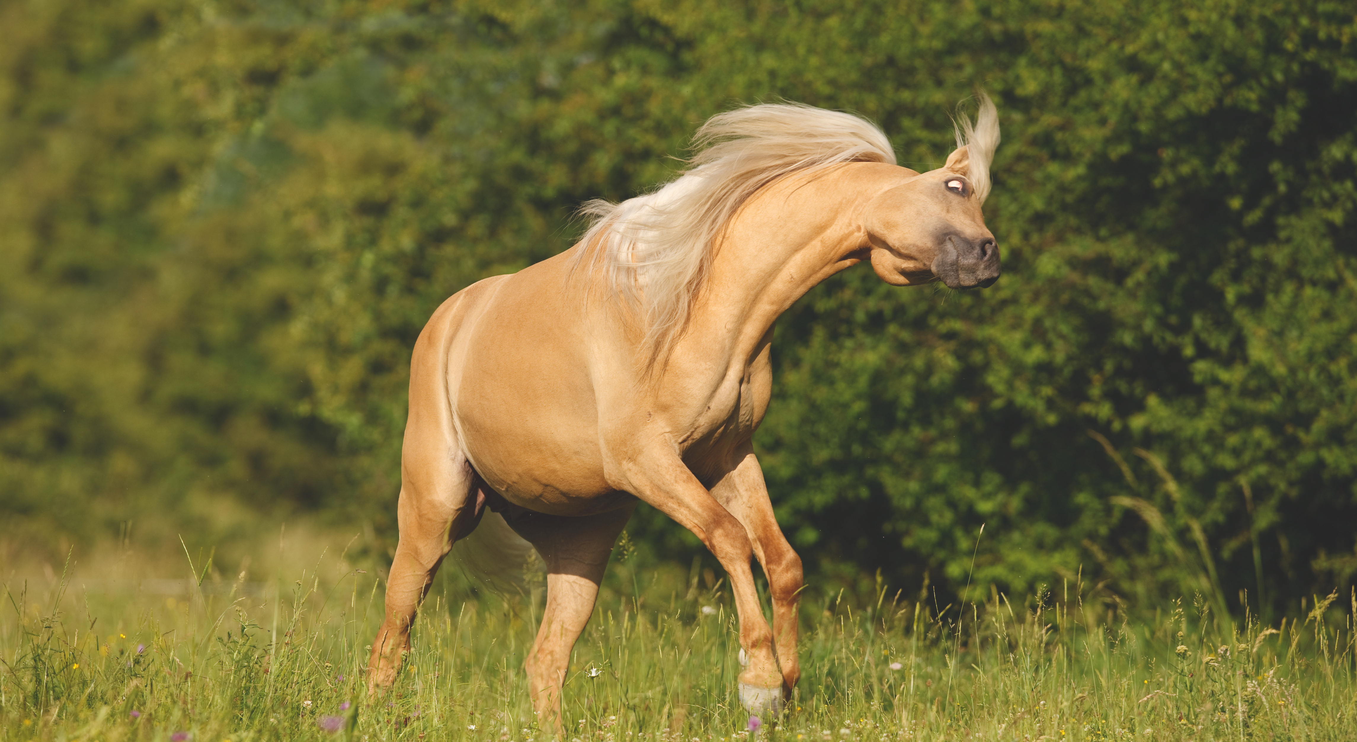 Mein Pferd Schlägt Mit Dem Kopf