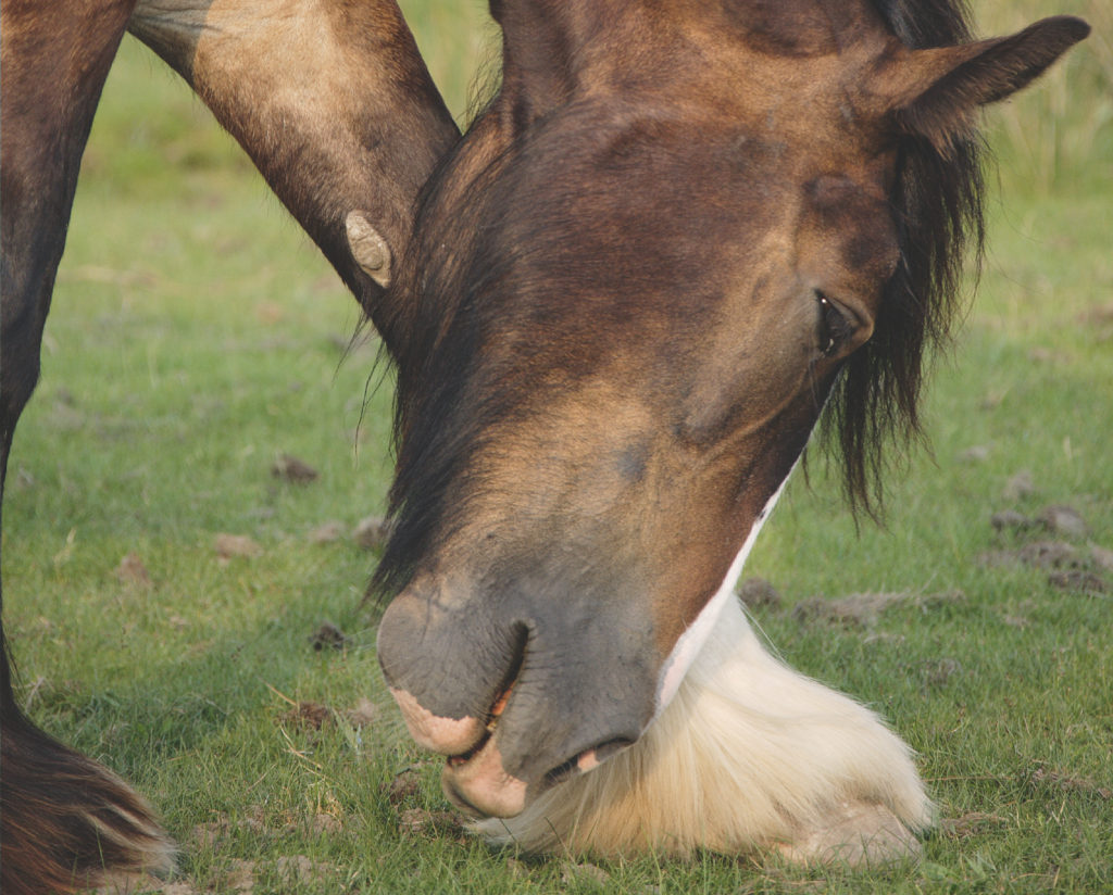 Headshaking beim Pferd 