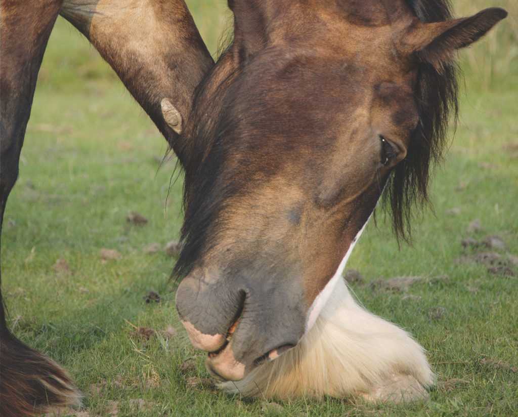 Headshaking beim Pferd