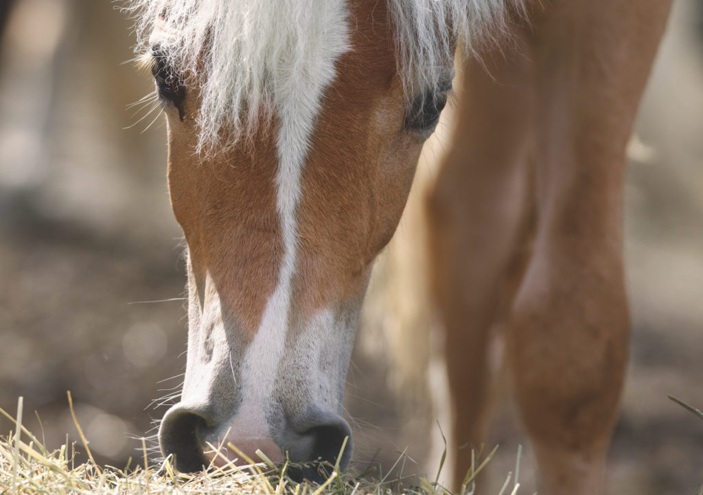 Magengeschwüre beim Pferd