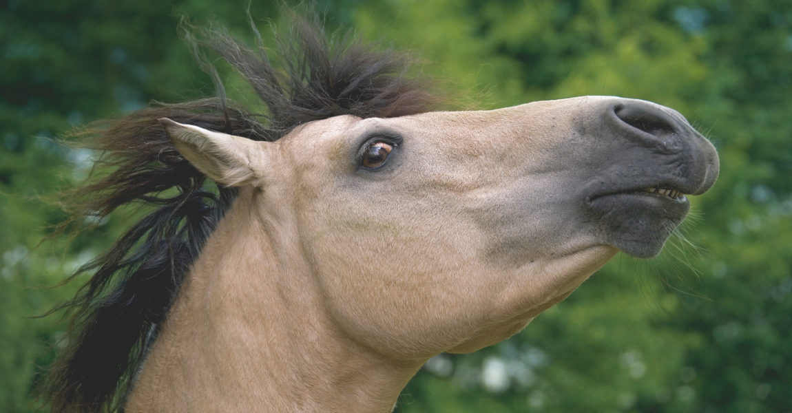 Kreuzverschlag beim Pferd 