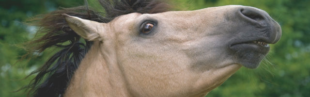 Kreuzverschlag beim Pferd 