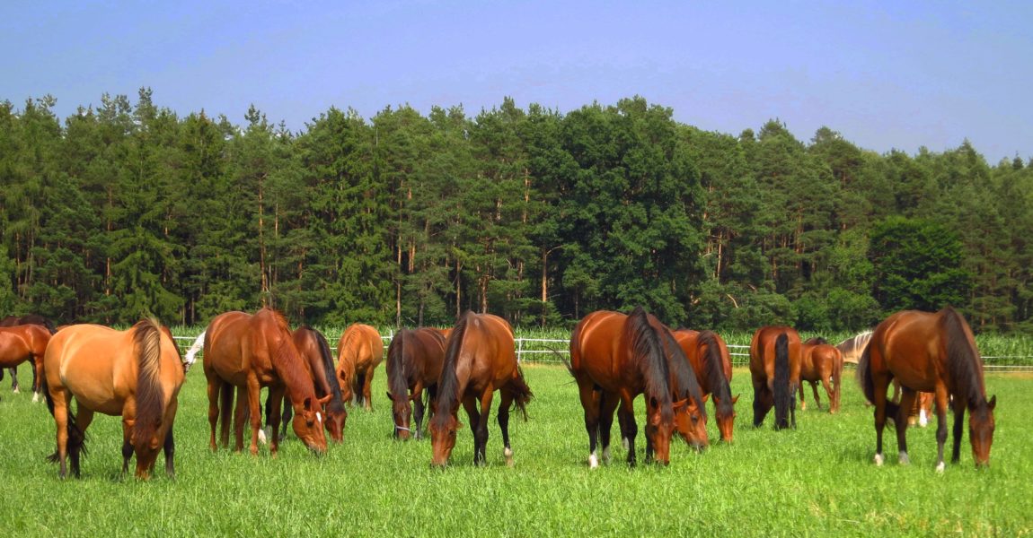 Pferde Weide reiten Reitsport Reitpferde PUBLICATIONxINxGERxSUIxAUTxHUNxONLY 1077104187 Pferde, Weide, reiten, Reitsport, Reitpferde PUBLICATIONxINxGERxSUIxAUTxHUNxONLY 1077104187 Horses Pasture riding Horse riding Riding horses PUBLICATIONxINxGERxSUIxAUTxHUNxONLY 1077104187 