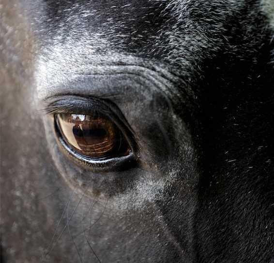 Das Auge Mein Pferd Mein Freund