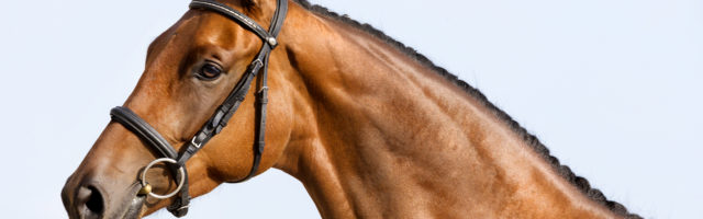 slawik_trakehner_lise914005 