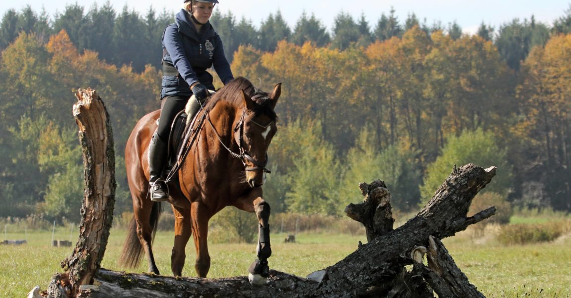 12 10 2015 Au am Rhein Baden Wuerttemberg GER Frau reitet mit ihrem Pferd ueber einen Baumstamm 12.10.2015, Au am Rhein, Baden-Wuerttemberg, GER - Frau reitet mit ihrem Pferd ueber einen Baumstamm. (Pferd, Schritt, Baum, Baumstamm, drueber, Ausritt, Reiterin, Warmblut, Warmblueter, ausreiten, Reiten, Reitsport, Freizeitreiten, Freizeitreiterin, Gangart, Freizeit, Freizeitsport, Pferdesport, reiten, Sport, Unternehmung, Breitensport, Amateursport, Reitpferd, Hindernis, drüber, Warmblüter) 900B121015AUSRITT.JPG GALOPP 12 10 2015 Au at Rhine bath Wuerttemberg ger Woman rides with her Horse About a Tree trunk Horse Step Tree Tree trunk about it Horseback Horsewoman Warm blood Warm-blooded ausreiten riding Horse riding Leisure riding recreational rider gaits gangart Leisure leisure sports Equestrian sports riding Sports Company Popular sport Amateur sports Horses Obstacle forget it Warm-blooded JPG Gallop 