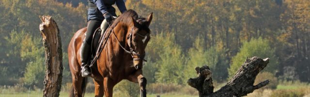 12 10 2015 Au am Rhein Baden Wuerttemberg GER Frau reitet mit ihrem Pferd ueber einen Baumstamm 12.10.2015, Au am Rhein, Baden-Wuerttemberg, GER - Frau reitet mit ihrem Pferd ueber einen Baumstamm. (Pferd, Schritt, Baum, Baumstamm, drueber, Ausritt, Reiterin, Warmblut, Warmblueter, ausreiten, Reiten, Reitsport, Freizeitreiten, Freizeitreiterin, Gangart, Freizeit, Freizeitsport, Pferdesport, reiten, Sport, Unternehmung, Breitensport, Amateursport, Reitpferd, Hindernis, drüber, Warmblüter) 900B121015AUSRITT.JPG GALOPP 12 10 2015 Au at Rhine bath Wuerttemberg ger Woman rides with her Horse About a Tree trunk Horse Step Tree Tree trunk about it Horseback Horsewoman Warm blood Warm-blooded ausreiten riding Horse riding Leisure riding recreational rider gaits gangart Leisure leisure sports Equestrian sports riding Sports Company Popular sport Amateur sports Horses Obstacle forget it Warm-blooded JPG Gallop 