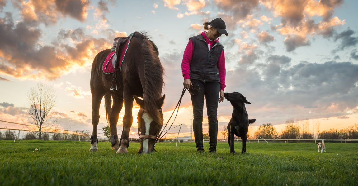 Girl and horse Girl and horse at sunset 
