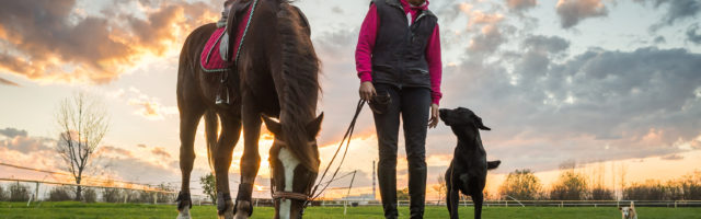 Girl and horse Girl and horse at sunset 