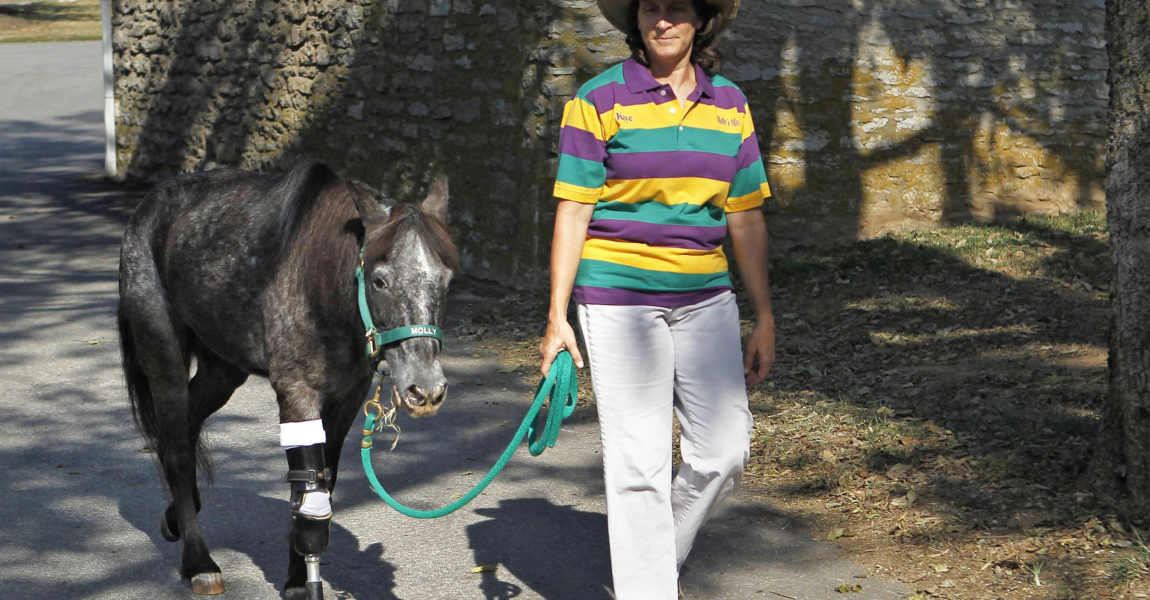 imago_zuma_54463342h Bildnummer: 54463342 Datum: 23.09.2010 Copyright: imago/ZUMA Press Sept. 23, 2010 - Lexington, KENTUCKY, USA - Kaye Harris walked out Molly, a 3-legged pony rescued after Hurricane Katrina, lost her front leg after a rescued dog attacked her and now has a prosthetic leg, travels around the country and is a favorite of children learning about horses and will be on display during the World Equestrian Games on Thursday September 23 , 2010 in Lexington, Ky. USA PUBLICATIONxINxGERxONLY Gesellschaft Tiere Dreibeinig Behinderung Prothese kurios Fotostoy kbdig xsp 2010 quer o0 Pferd Bildnummer 54463342 Date 23 09 2010 Copyright Imago Zuma Press Sept 23 2010 Lexington Kentucky USA Kaye Harris out Molly a 3 Legged Pony Rescued After Hurricane Katrina Lost her Front Leg After a Rescued Dog attacked her and Now has a Leg Travels Around The Country and IS a Favorite of Children Learning About Horses and will Be ON Display during The World Equestrian Games ON Thursday September 23 2010 in Lexington Ky USA PUBLICATIONxINxGERxONLY Society Animals dreibeinig Disability Prosthesis funny Kbdig xsp 2010 horizontal o0 Horse 