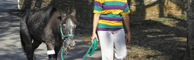 imago_zuma_54463342h Bildnummer: 54463342 Datum: 23.09.2010 Copyright: imago/ZUMA Press Sept. 23, 2010 - Lexington, KENTUCKY, USA - Kaye Harris walked out Molly, a 3-legged pony rescued after Hurricane Katrina, lost her front leg after a rescued dog attacked her and now has a prosthetic leg, travels around the country and is a favorite of children learning about horses and will be on display during the World Equestrian Games on Thursday September 23 , 2010 in Lexington, Ky. USA PUBLICATIONxINxGERxONLY Gesellschaft Tiere Dreibeinig Behinderung Prothese kurios Fotostoy kbdig xsp 2010 quer o0 Pferd Bildnummer 54463342 Date 23 09 2010 Copyright Imago Zuma Press Sept 23 2010 Lexington Kentucky USA Kaye Harris out Molly a 3 Legged Pony Rescued After Hurricane Katrina Lost her Front Leg After a Rescued Dog attacked her and Now has a Leg Travels Around The Country and IS a Favorite of Children Learning About Horses and will Be ON Display during The World Equestrian Games ON Thursday September 23 2010 in Lexington Ky USA PUBLICATIONxINxGERxONLY Society Animals dreibeinig Disability Prosthesis funny Kbdig xsp 2010 horizontal o0 Horse 