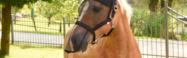 32611620 Fliegenmaske mit Halfter am Pferd 