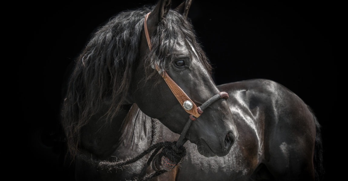cvictoria-shamraeva_hengst-blackjack 