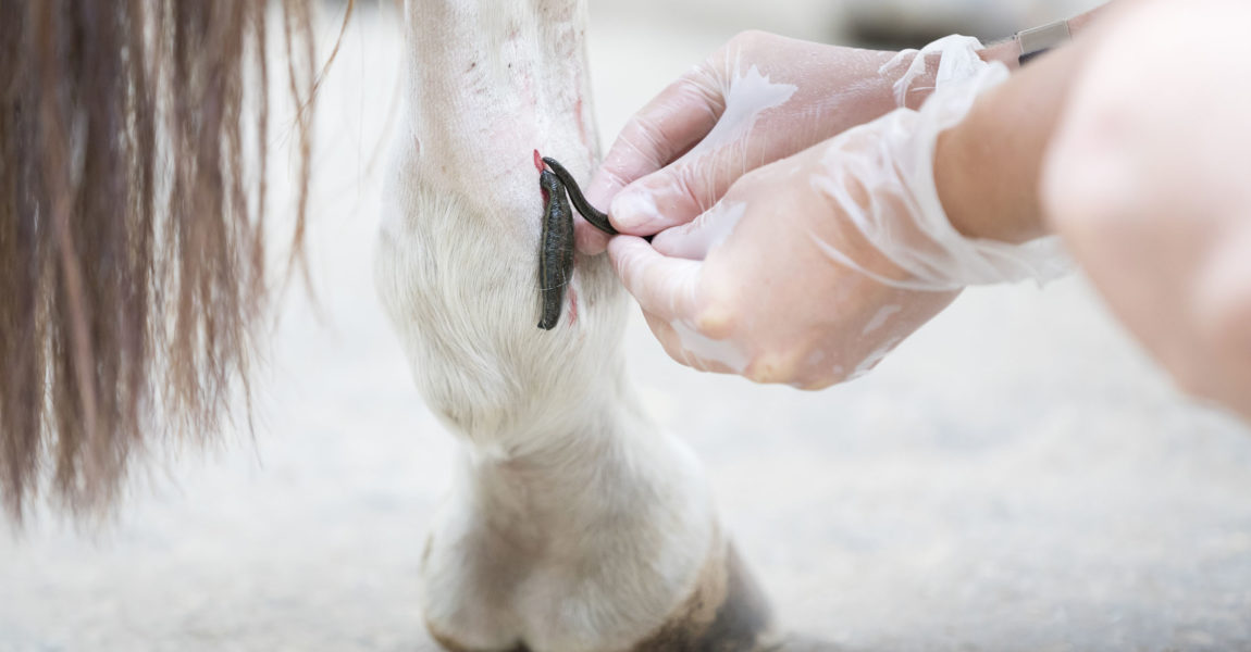 Blutegel Therapie beim Pferd Ein Pferd wird am 21.06.2016 in Frechen mit Blutegeln behandelt. Foto: DANIEL ELKE 